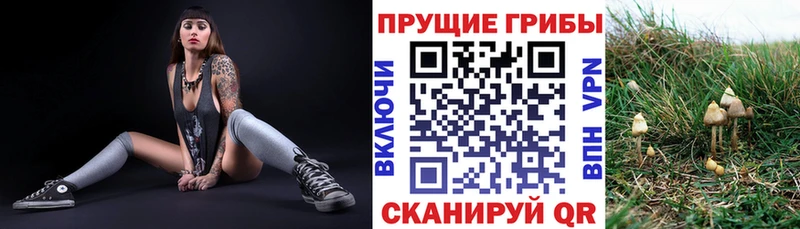 Купить где  Октябрьск  Псилоцибиновые грибы мицелий 